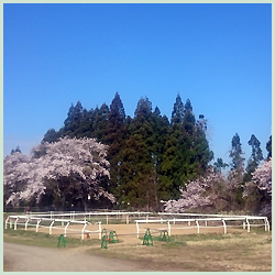 あきた乗馬クラブ 練習馬場