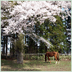 あきた乗馬クラブ 放牧場