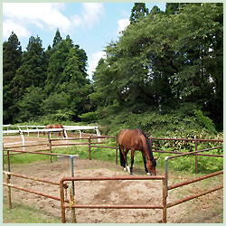 あきた乗馬クラブ パドック・ポニーリンク